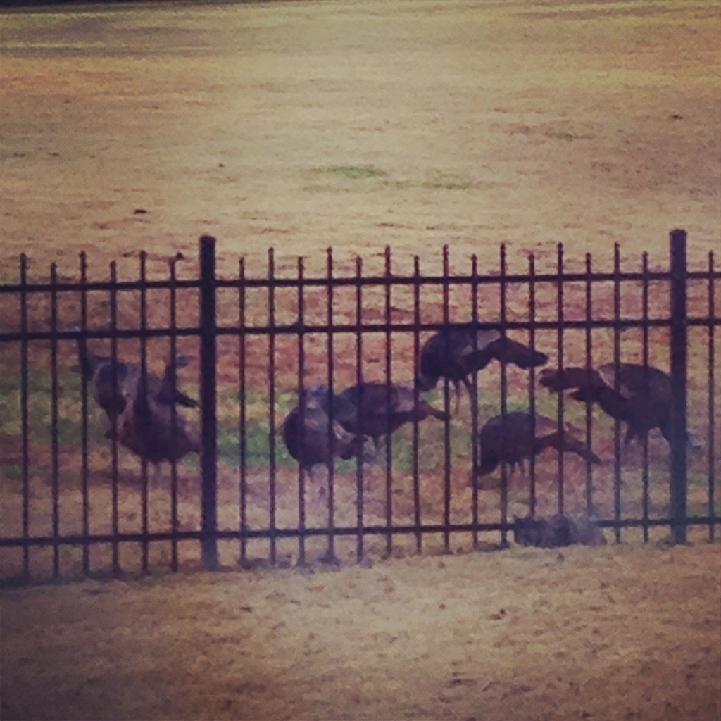 turkeys