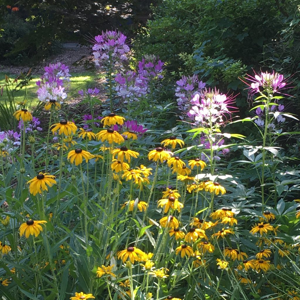 garden blooms